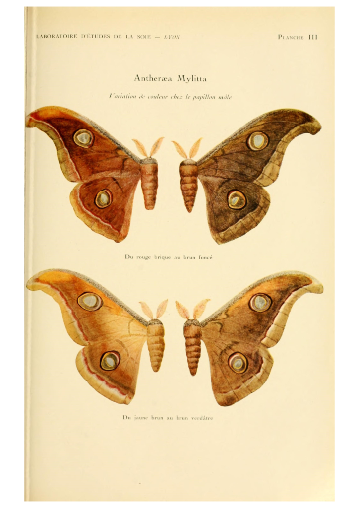 Moths 2 - R+ELB
